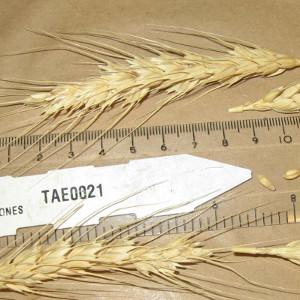 herbarium bread wheat specimens